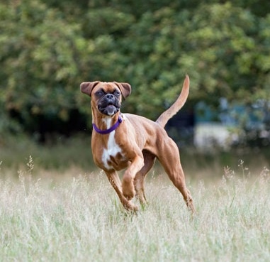 boxer-dog-1362609306pMk-615064-edited.jpg