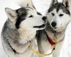 Dog-Training-Trick Dog-Training-Trick